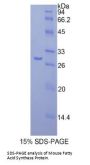 Mouse Fatty Acid Synthase (FASN) Protein