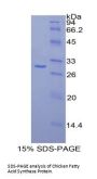 Chicken Fatty Acid Synthase (FASN) Protein