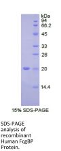Human Fc Fragment Of IgG Binding Protein (FcgBP) Protein