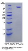 Rat Fc Fragment of IgG Low Affinity IIIa Receptor (FCGR3A) Protein