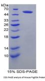 Mouse Fc Fragment of IgG Low Affinity IIIa Receptor (FCGR3A) Protein