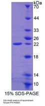 Mouse Ferritin, Heavy Polypeptide (FTH) Protein