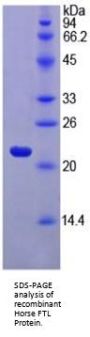 Horse Ferritin, Light Polypeptide (FTL) Protein