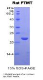 Rat Ferritin, Mitochondrial (FTMT) Protein