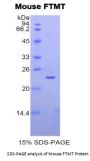 Mouse Ferritin, Mitochondrial (FTMT) Protein