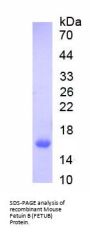 Mouse Fetuin B (FETUB) Protein