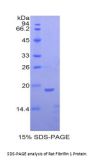Rat Fibrillin 1 (FBN1) Protein