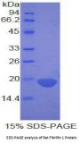 Rat Fibrillin 1 (FBN1) Protein