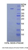 Human Fibrillin 1 (FBN1) Protein