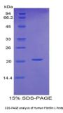 Human Fibrillin 1 (FBN1) Protein