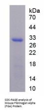 Mouse Fibrinogen Alpha (FGA) Protein