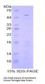Mouse Fibrinogen Beta (FGB) Protein