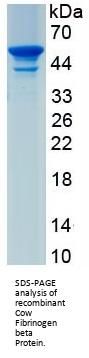 Cow Fibrinogen Beta (FGB) Protein