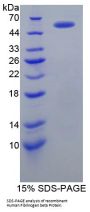 Human Fibrinogen Beta (FGB) Protein