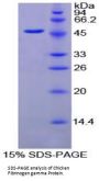 Chicken Fibrinogen Gamma (FGG) Protein