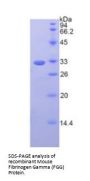 Mouse Fibrinogen Gamma (FGG) Protein