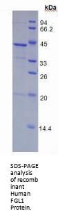 Human Fibrinogen Like Protein 1 (FGL1) Protein