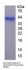 Mouse Fibrinogen Like Protein 1 (FGL1) Protein