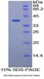 Cow Fibrinogen Like Protein 1 (FGL1) Protein