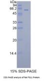 Rat Fibrinogen Like Protein 1 (FGL1) Protein
