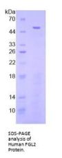 Human Fibrinogen Like Protein 2 (FGL2) Protein