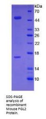 Mouse Fibrinogen Like Protein 2 (FGL2) Protein