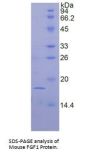 Mouse Fibroblast Growth Factor 1, Acidic / AFGF (FGF1) Protein