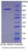 Rat Fibroblast Growth Factor 1, Acidic / AFGF (FGF1) Protein
