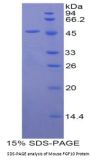 Mouse Fibroblast Growth Factor 10 (FGF10) Protein