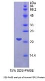 Human Fibroblast Growth Factor 13 (FGF13) Protein
