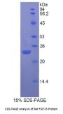 Rat Fibroblast Growth Factor 13 (FGF13) Protein