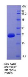 Rat Fibroblast Growth Factor 19 (FGF19) Protein