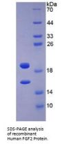 Human Fibroblast Growth Factor 2 (FGF2) Protein