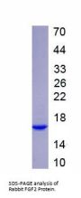 Rabbit Fibroblast Growth Factor 2 (FGF2) Protein