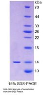 Human Fibroblast Growth Factor 23 (FGF23) Protein