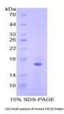 Human Fibroblast Growth Factor 23 (FGF23) Protein