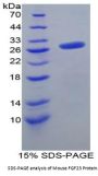 Mouse Fibroblast Growth Factor 23 (FGF23) Protein