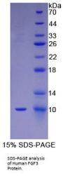 Human Fibroblast Growth Factor 3 (FGF3) Protein