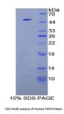 Human Fibroblast Growth Factor 6 (FGF6) Protein