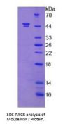 Mouse Fibroblast Growth Factor 7 (FGF7) Protein