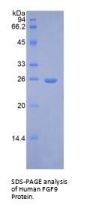 Human Fibroblast Growth Factor 9 (FGF9) Protein