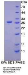 Human Fibroblast Growth Factor Receptor 3 (FGFR3) Protein