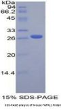 Mouse Fibroblast Growth Factor Receptor Like Protein 1 (FGFRL1) Protein