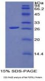 Rat Fibroblast Growth Factor Receptor Like Protein 1 (FGFRL1) Protein