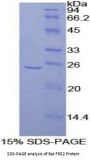 Rat Fibroblast Growth Factor Receptor Substrate 2 (FRS2) Protein