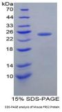 Mouse Fibroblast Growth Factor Receptor Substrate 2 (FRS2) Protein
