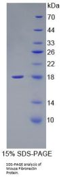 Mouse Fibronectin (FN) Protein