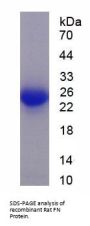 Rat Fibronectin (FN) Protein