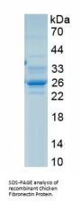 Chicken Fibronectin (FN) Protein