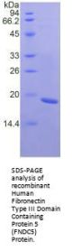 Human Fibronectin Type III Domain Containing Protein 5 (FNDC5) Protein